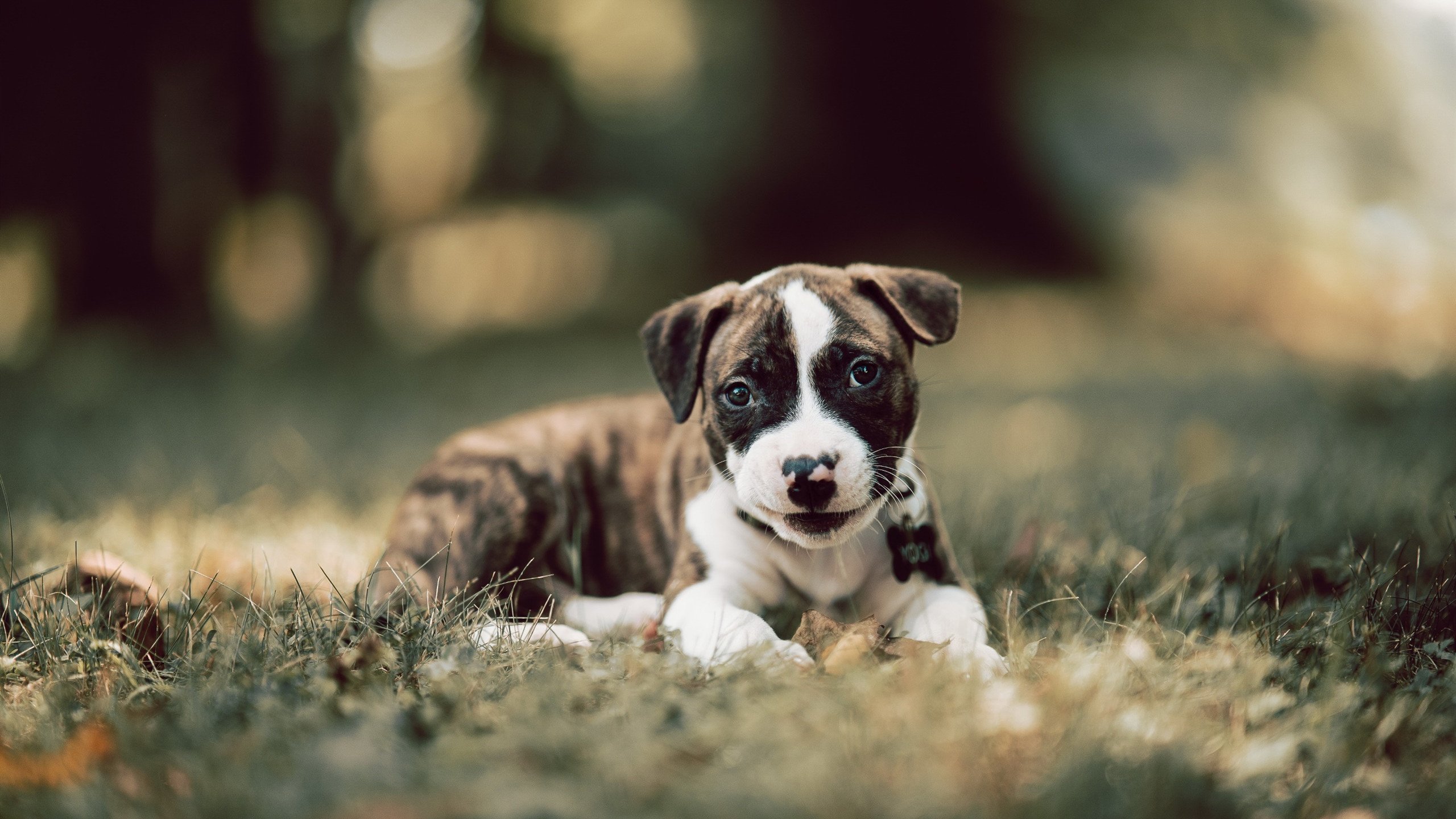 从基多到慕尼黑，足球世界的冷冽与灼热