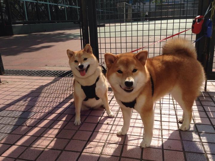 赛道与球场的生死较量，F1争冠战与勇士国王血拼的竞技启示