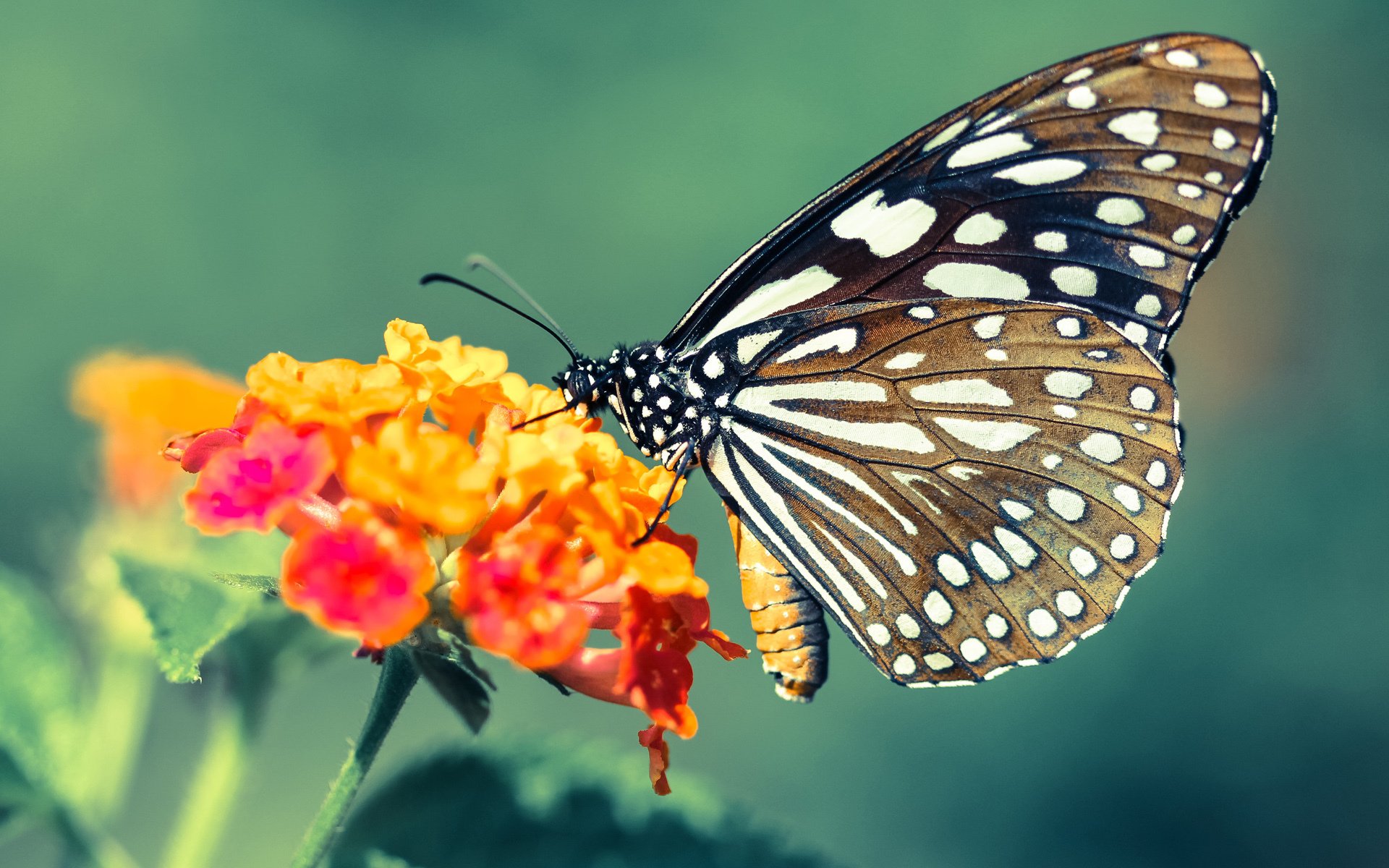 德布劳内的手术刀，当比利时黄金一代撕碎爱尔兰的足球信仰