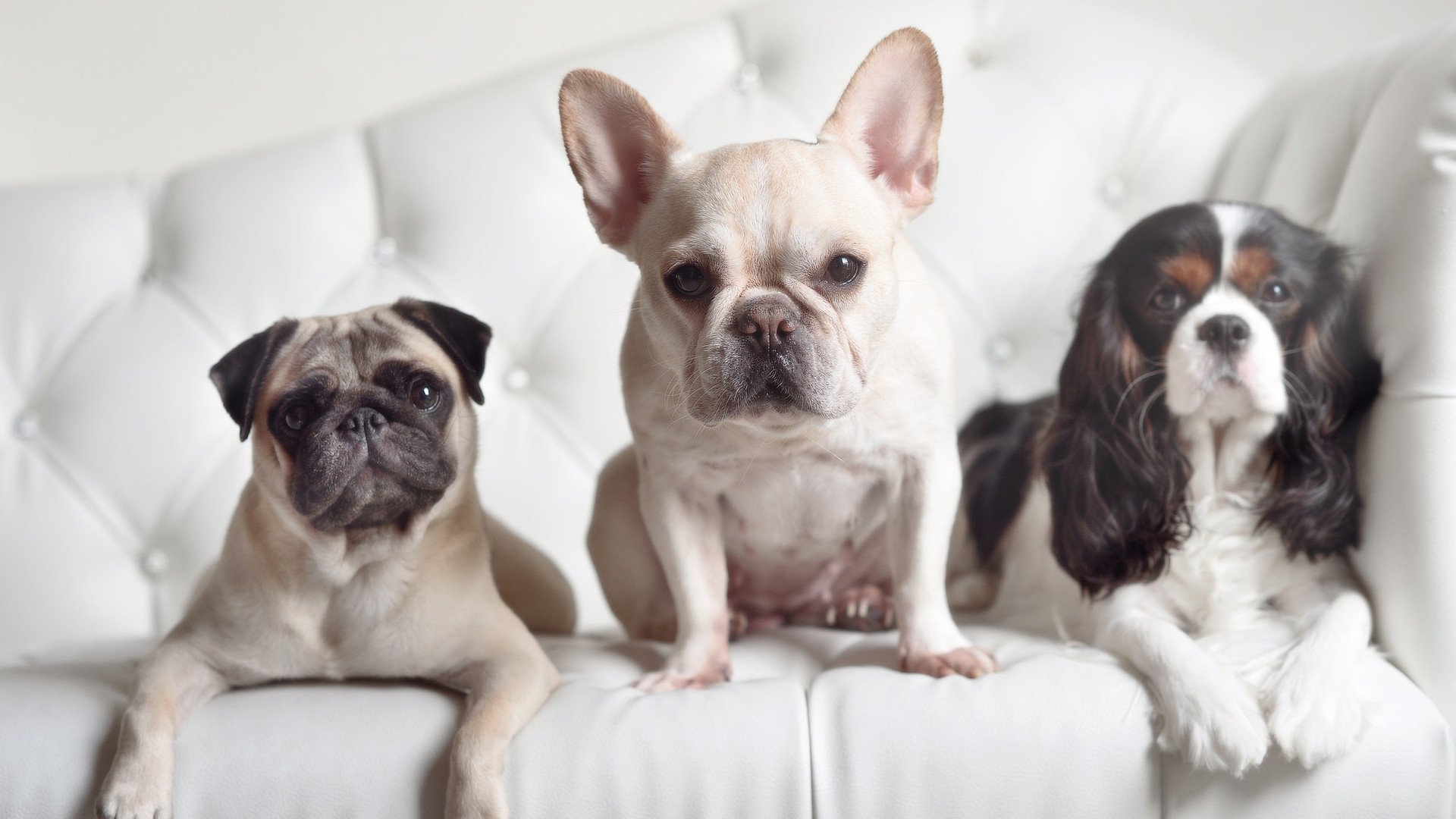 同一天，两个世界，玻利维亚终结悬念与京多安接管意甲