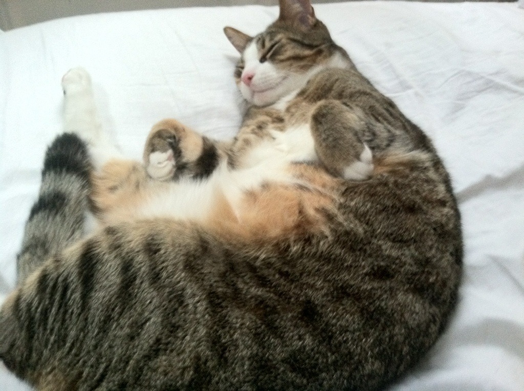 开云下载-塞内加尔智利激战落幕，基米希赛后评分拉满引热议