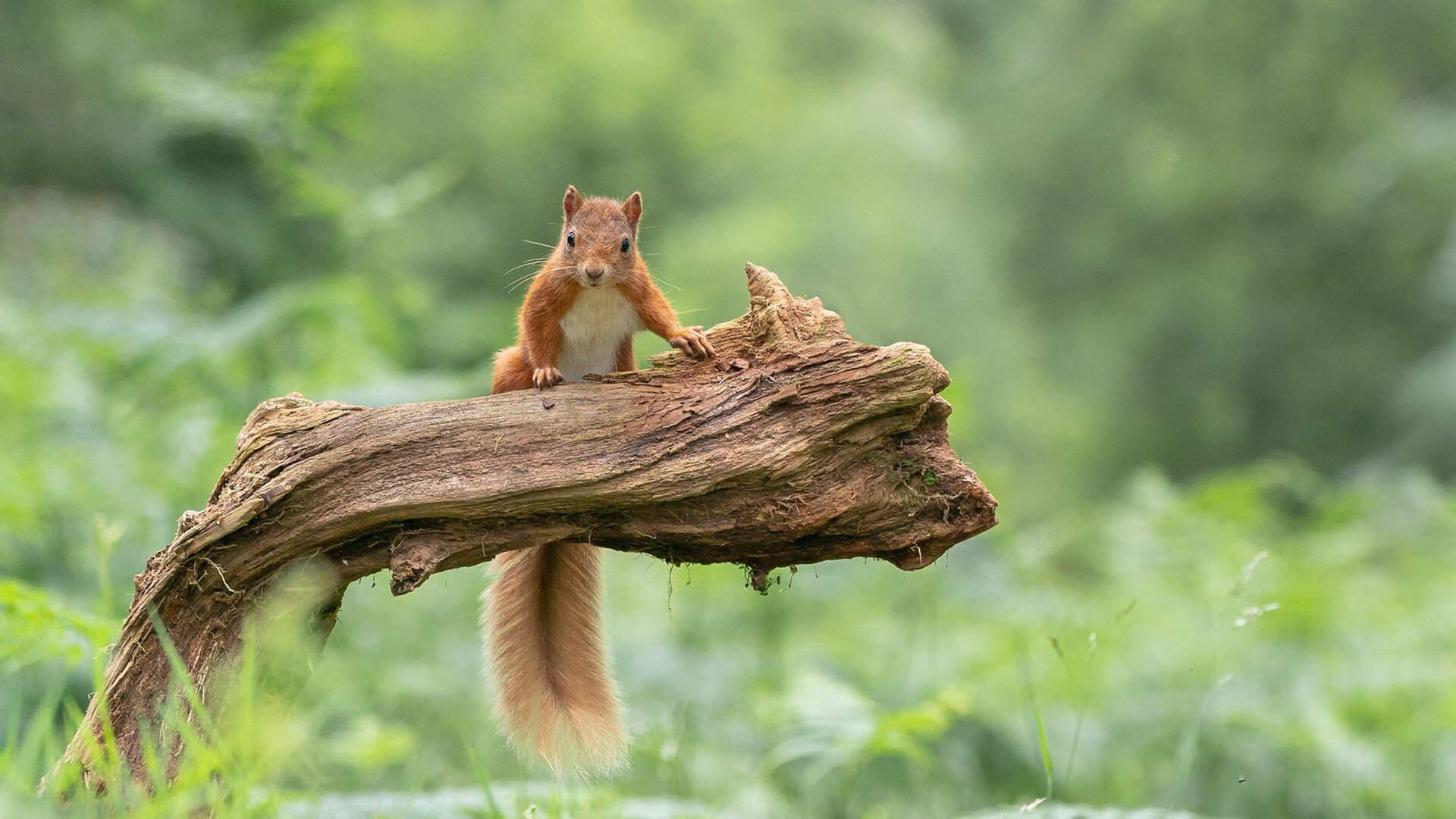 开云体育平台APP-终场哨响前的奇迹，弗拉霍维奇以一己之力重塑英超争冠版图