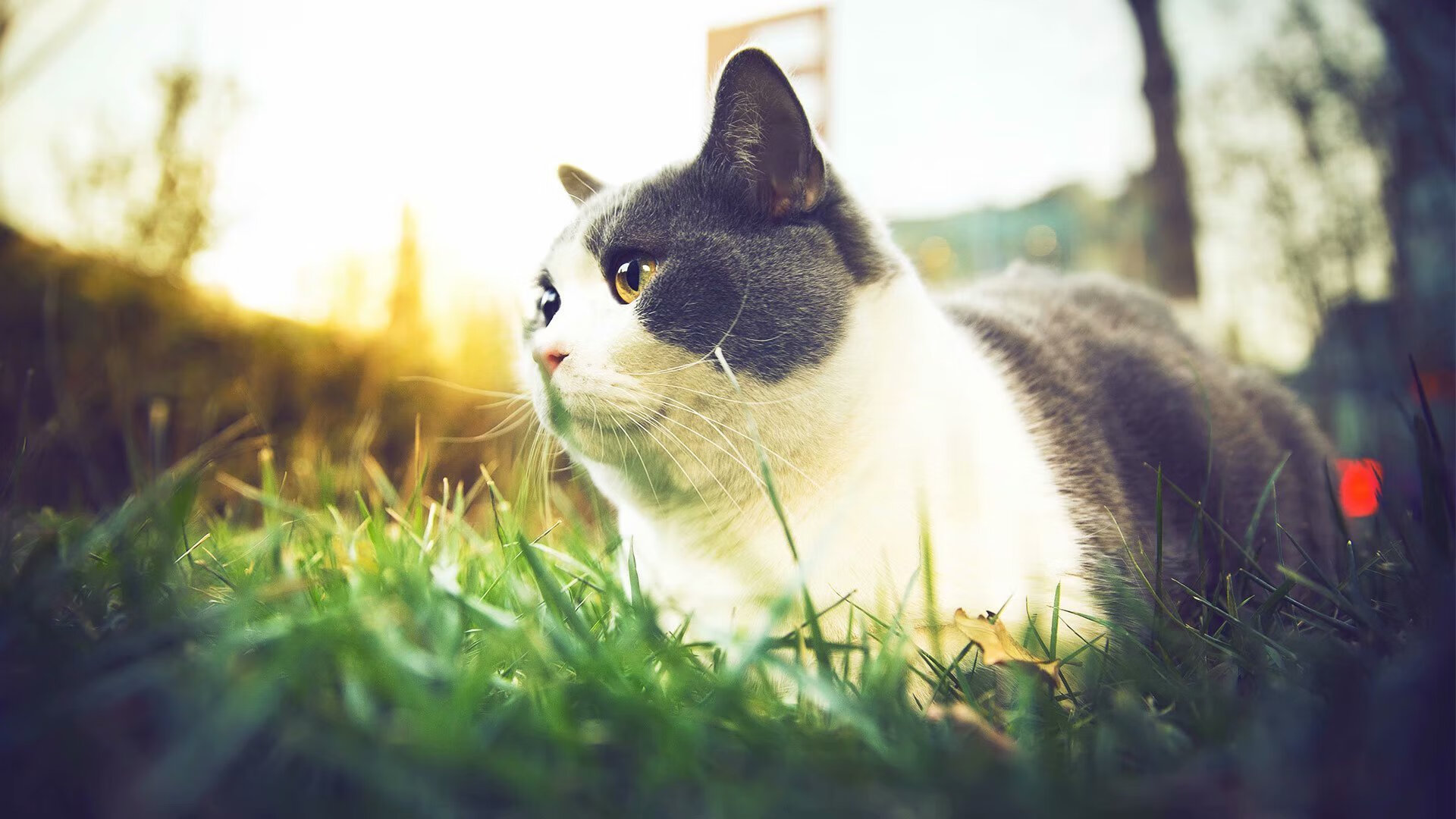 开云体育下载-跨界体育风云，掘金带走开拓者，范弗利特意甲赛场展统治力