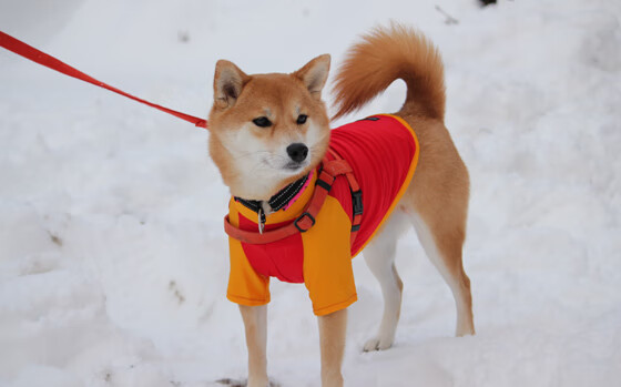 利拉德轰生涯之夜惊艳联盟，国王稳扎稳打压制灰熊