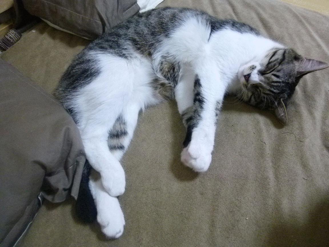 奥亚尔萨瓦尔王储登基！攻防一体统治全场，瑞士军团逆境逆转AC米兰