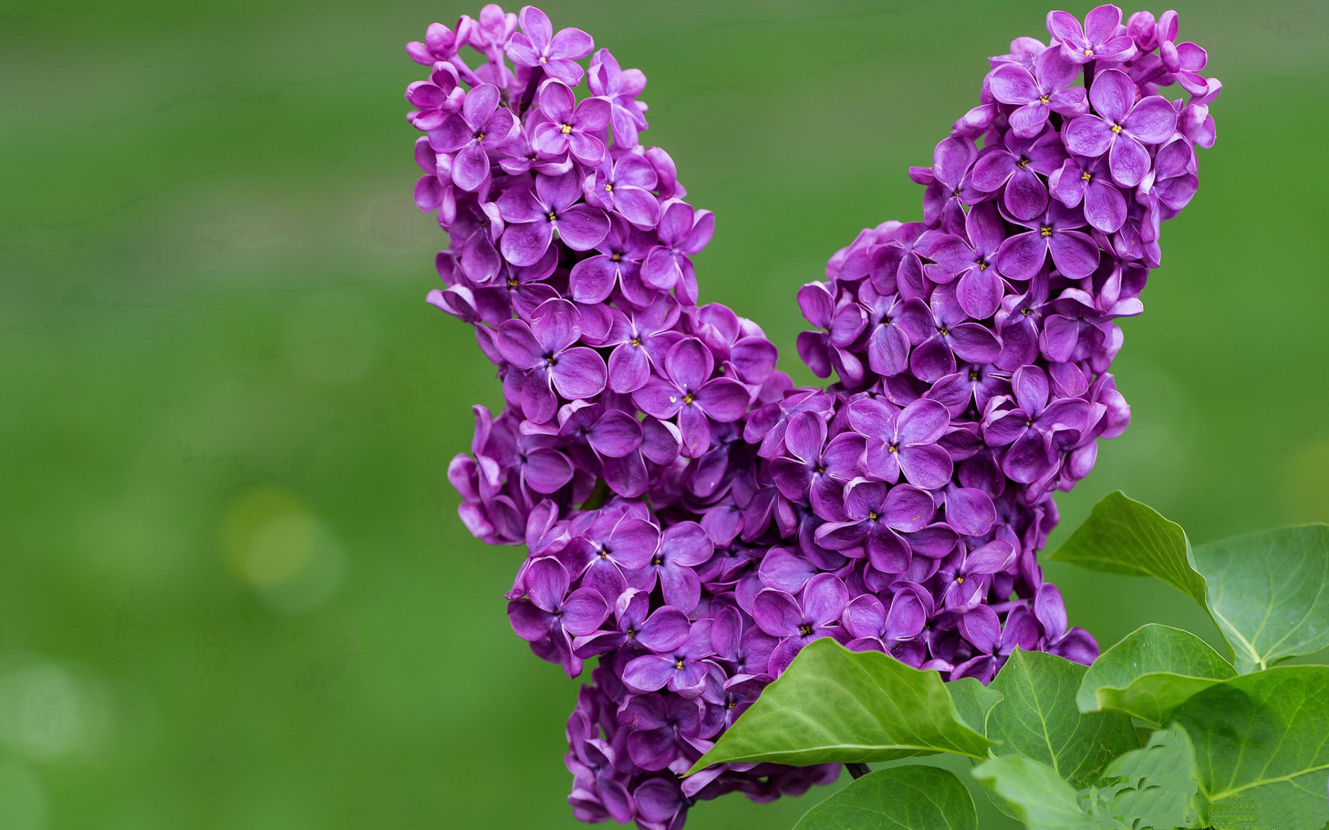 贝恩临危受命砍28+8!独行侠客场大胜黄蜂取关键卡位战胜利
