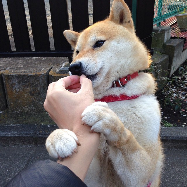 开云体育入口-绿茵场上的致命一击，罗德里戈绝杀荷兰，法国书写传奇