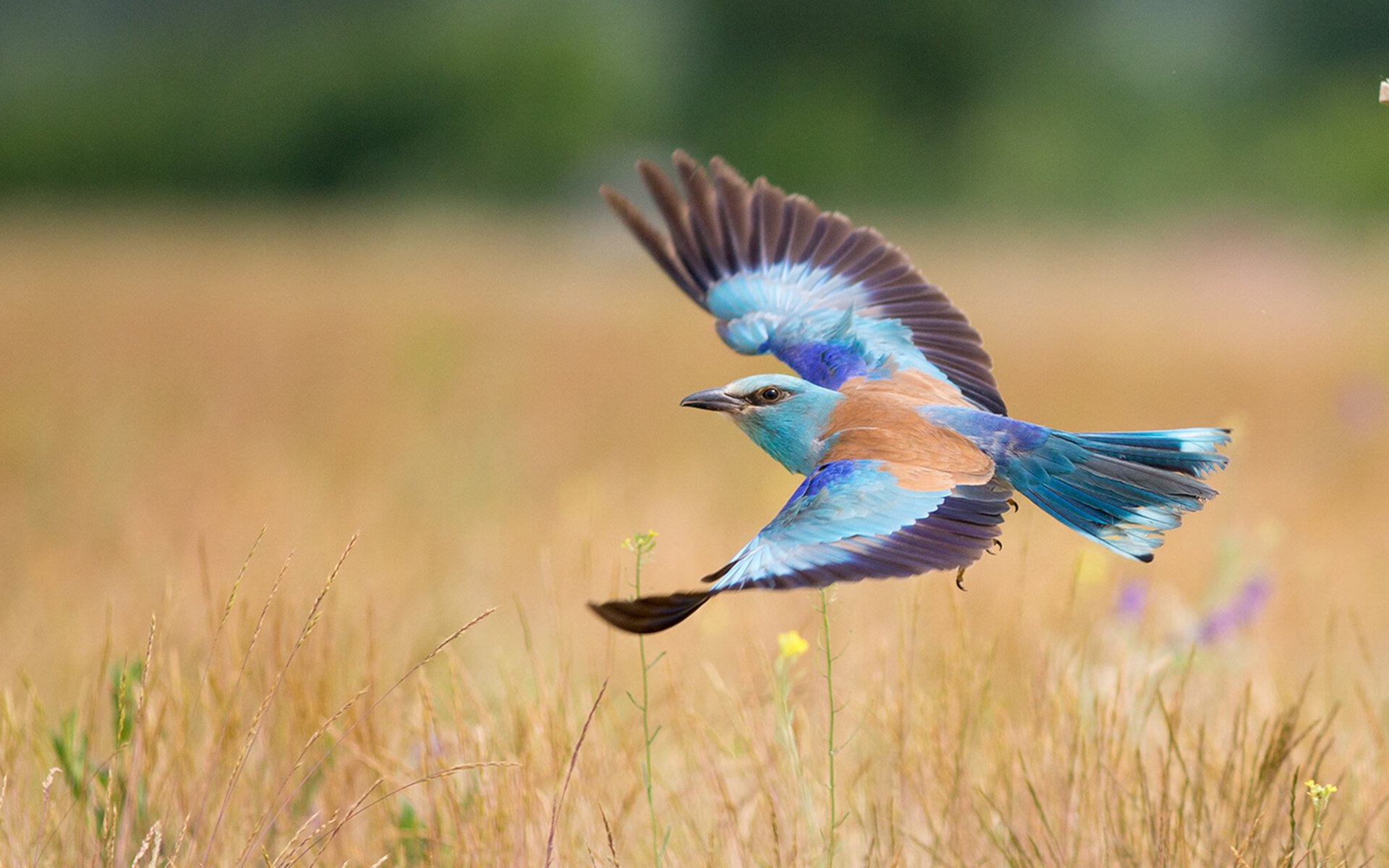 静止与喧嚣，奥纳纳的十一分钟与喀麦隆的秩序革命