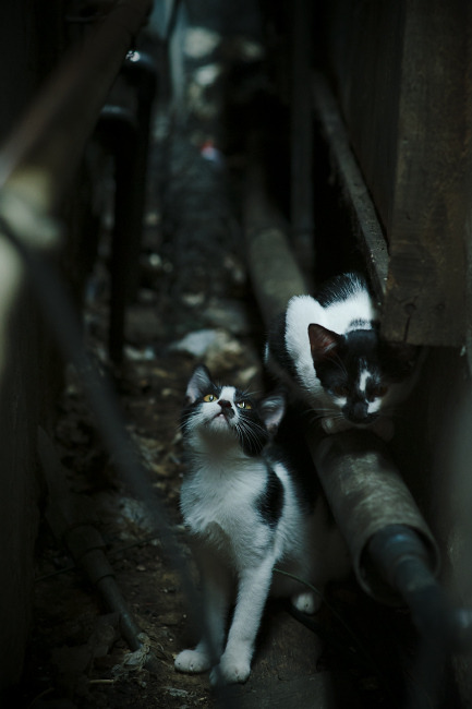 开云体育APP下载-西亚卡姆37分统治末节 爵士客场终结尼克斯连胜