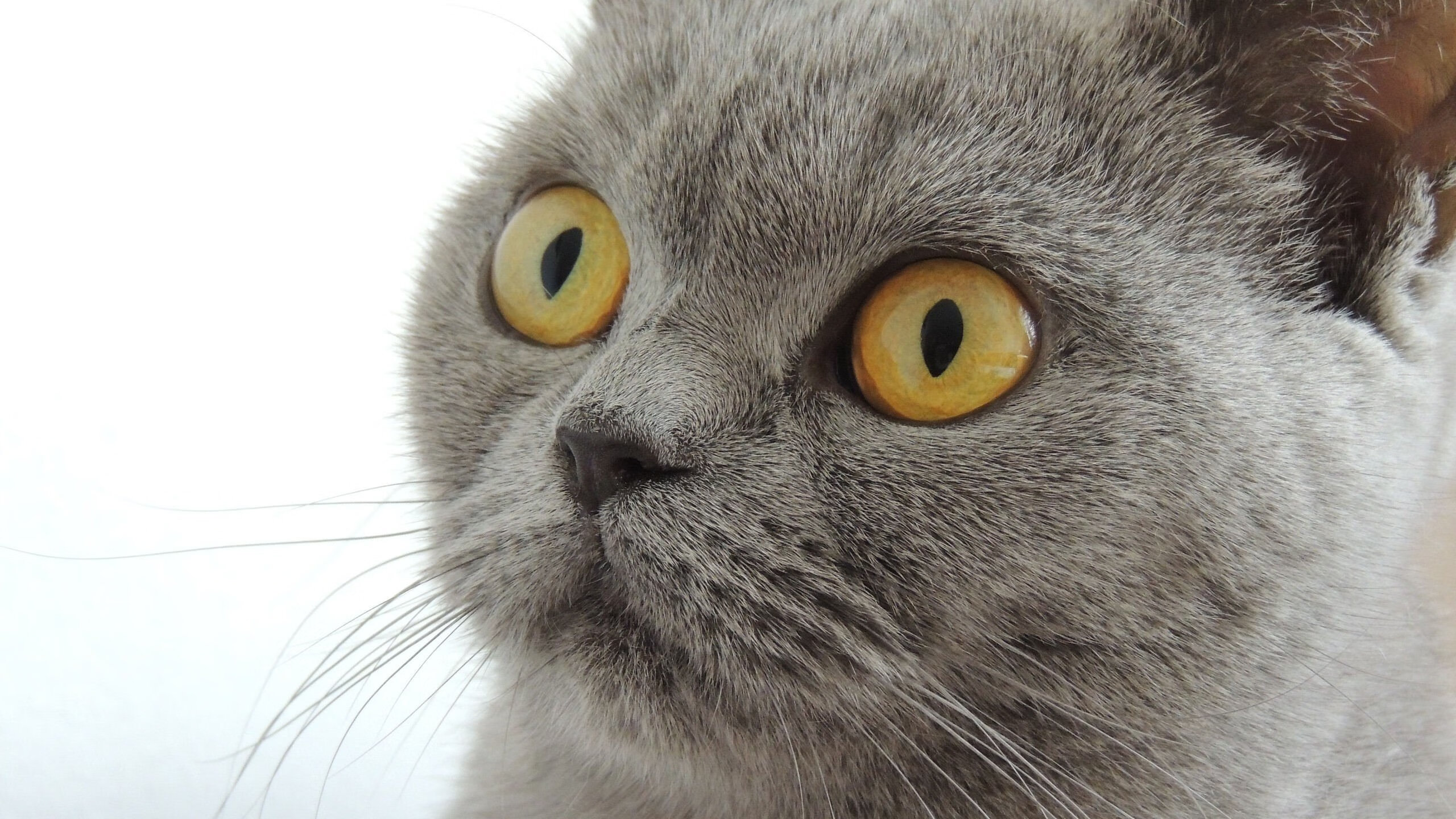 开云体育登录-魔杖与王座，莱万如何一手掌控欧冠半决赛之夜