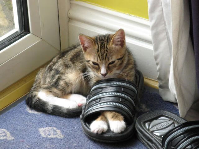 塔图姆临危救主,湖人压哨绝杀国王上演逆转奇迹