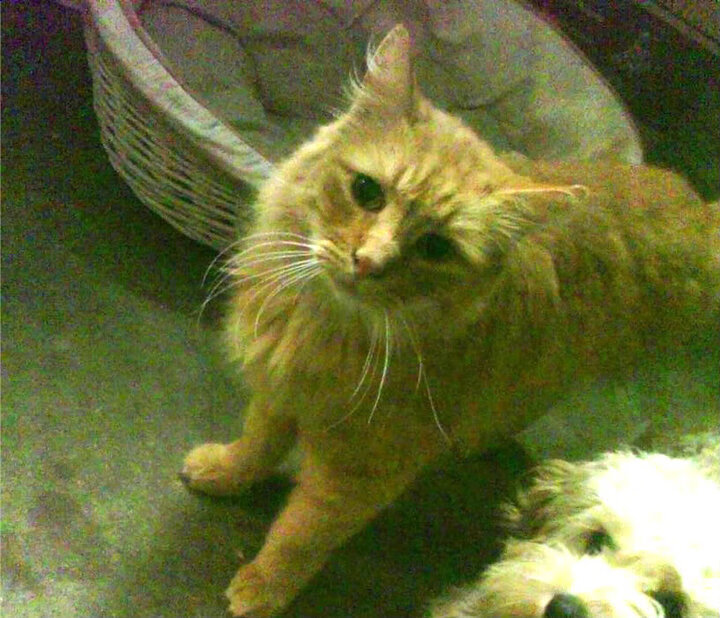 未来之镜，当班凯罗让湖人防线陷入无解困局