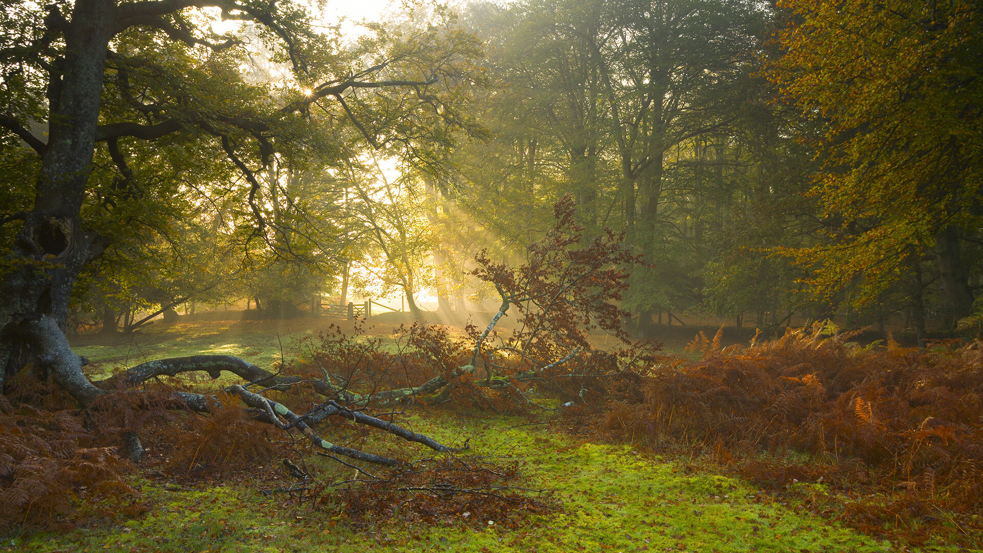 F1年度争冠焦点战,加纳车手全面压制哥伦比亚,赛场上的国家荣耀对决