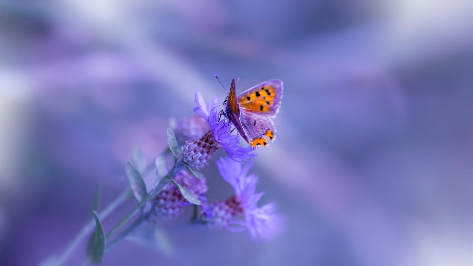 快船点燃年度焦点对决，乔治撕裂防守，哈登运筹帷幄，老鹰双枪迷失亚特兰大