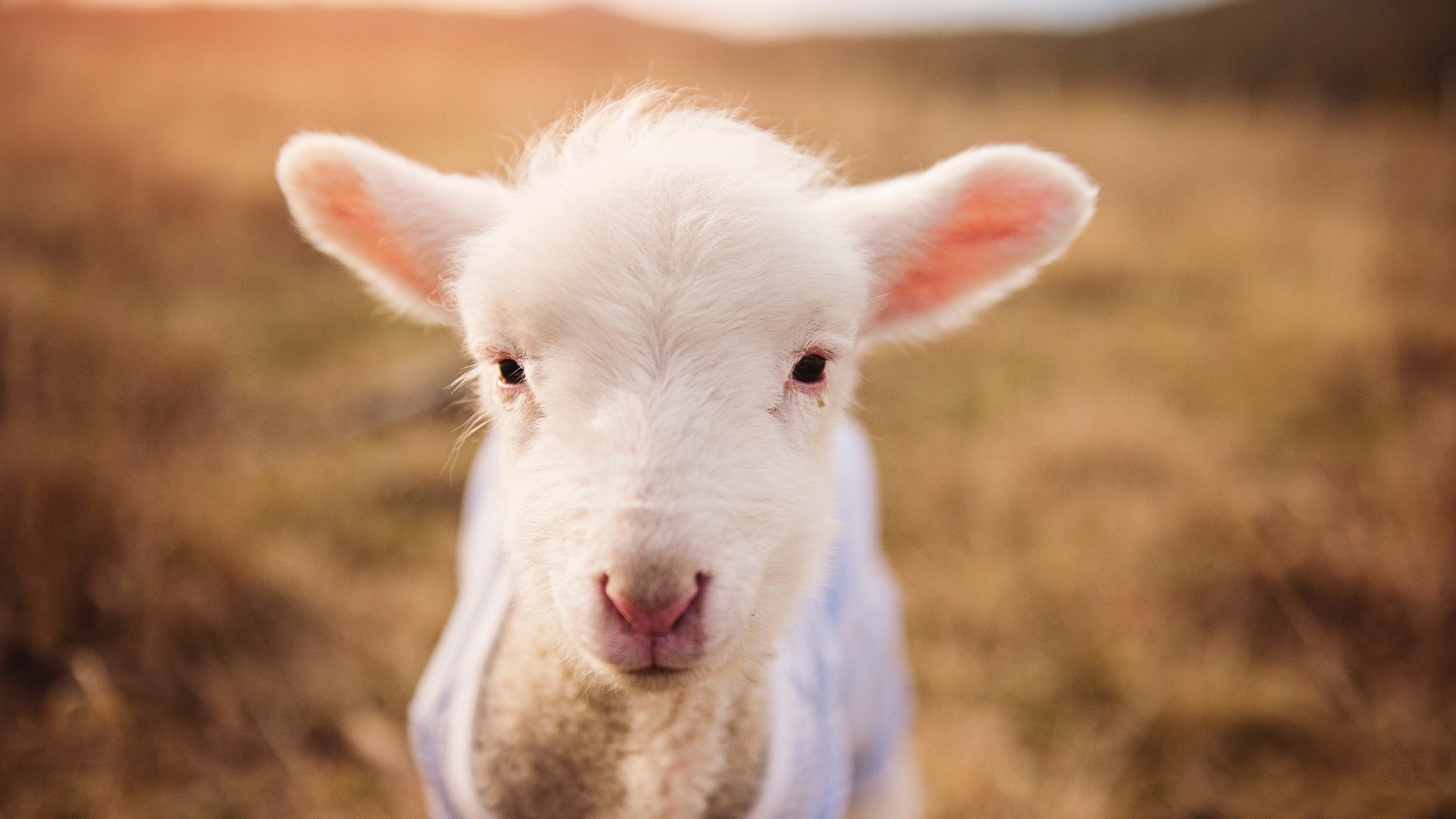 老鹰展翅横扫火箭,爱德华兹独揽34分定乾坤