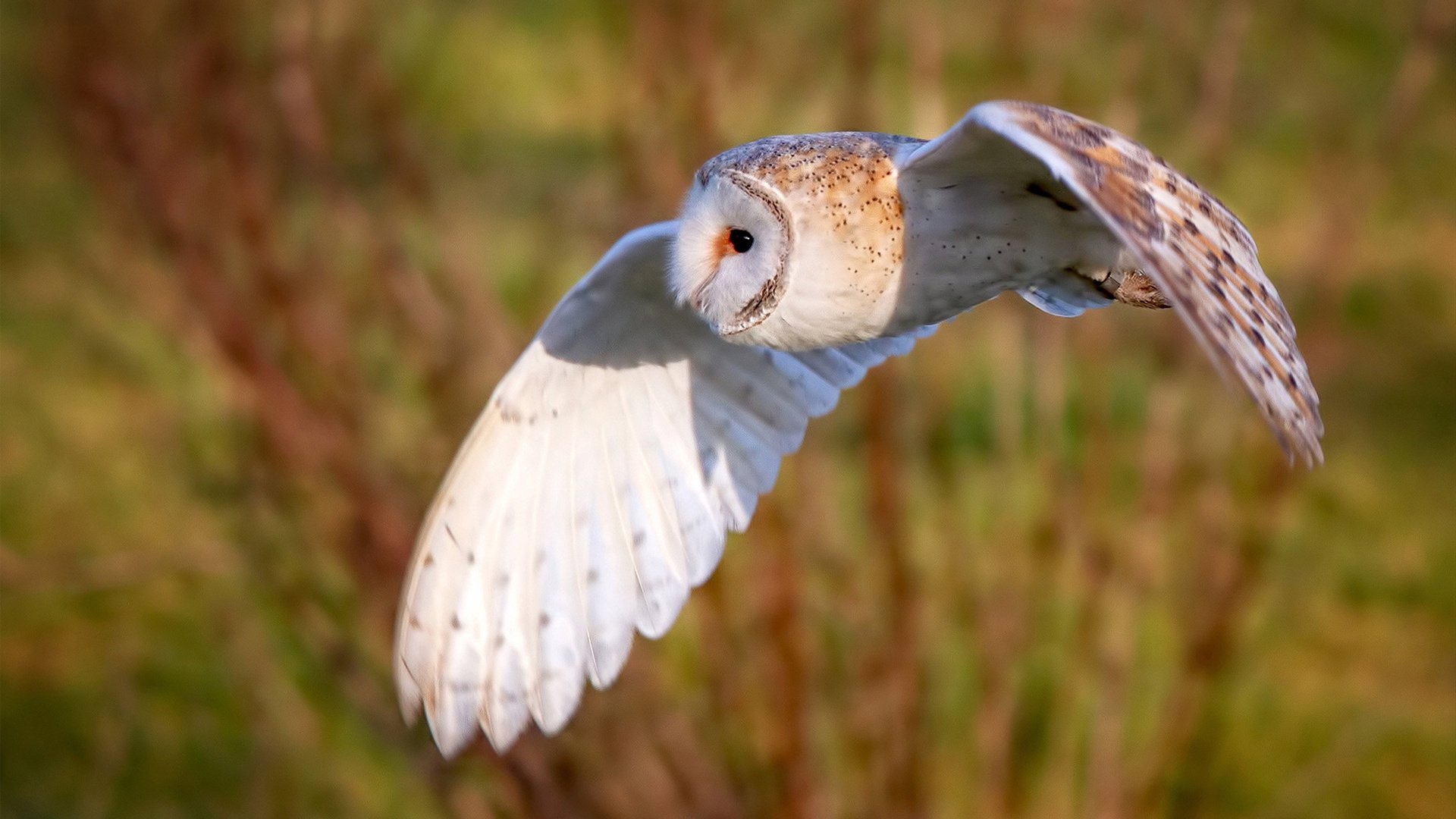 一剑封喉!争冠夜加克波持续制造杀伤,成就逆转传奇