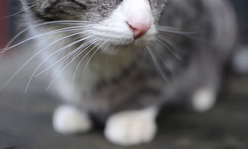 爱德华兹数据全面爆炸,骑士正面击溃尼克斯—NBA赛场双星闪耀引爆狂热夜